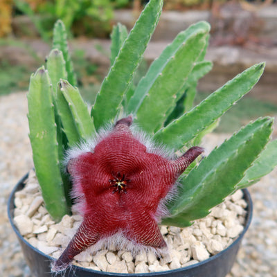 Stapelia grandiflora