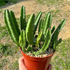 Giant Toad Plant ‘Stapelia grandiflora’