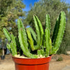 Giant Toad Plant ‘Stapelia grandiflora’