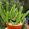 Giant Toad Plant ‘Stapelia grandiflora’