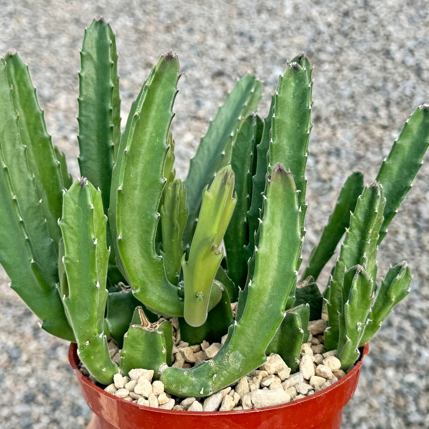 toad plant succulent Shop 'Stapelia grandiflora' For Sale