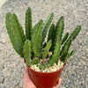 Giant Toad Plant ‘Stapelia grandiflora’