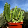 Giant Toad Plant ‘Stapelia grandiflora’