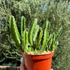 Giant Toad Plant ‘Stapelia grandiflora’