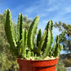 Giant Toad Plant ‘Stapelia grandiflora’