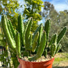 Giant Toad Plant ‘Stapelia grandiflora’