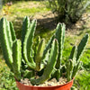 Giant Toad Plant ‘Stapelia grandiflora’