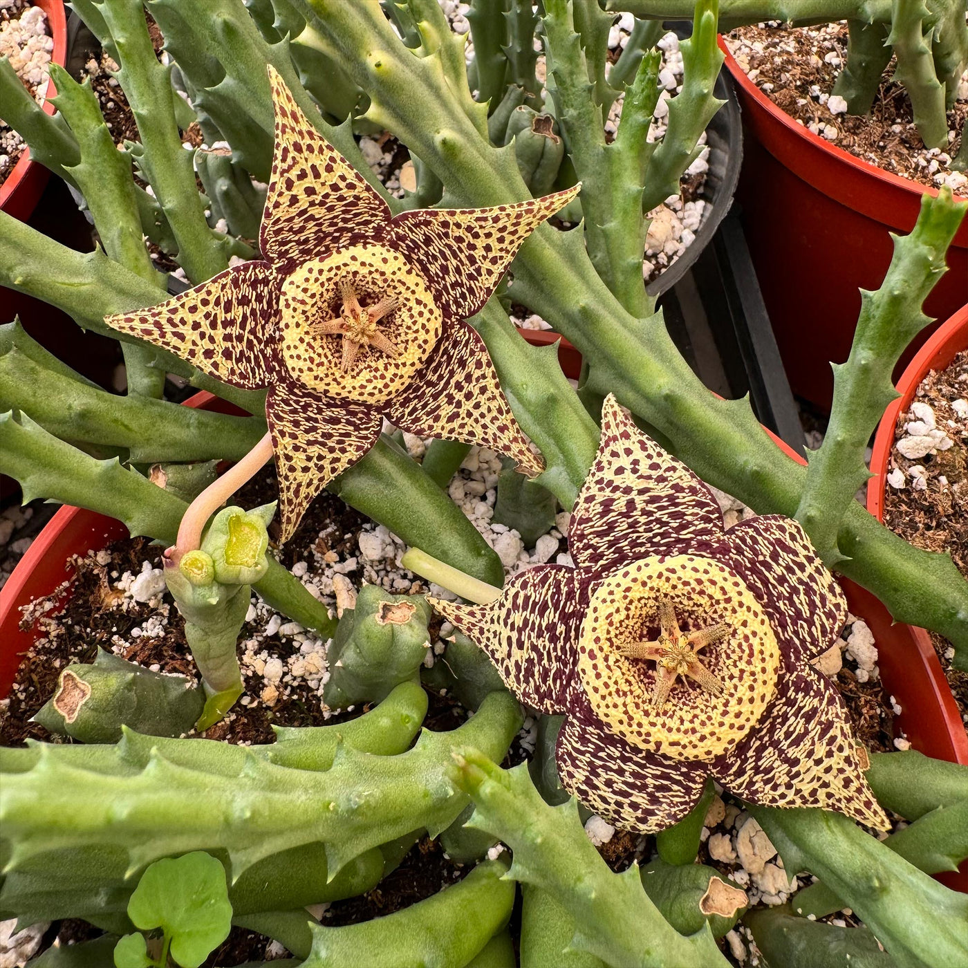 Stapelia orbea variegata lepida