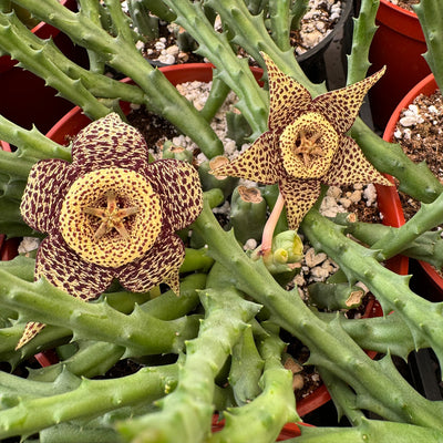 Stapelia orbea variegata lepida