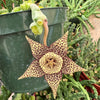 Stapelia orbea variegata lepida