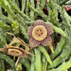 Stapelia orbea variegata lepida