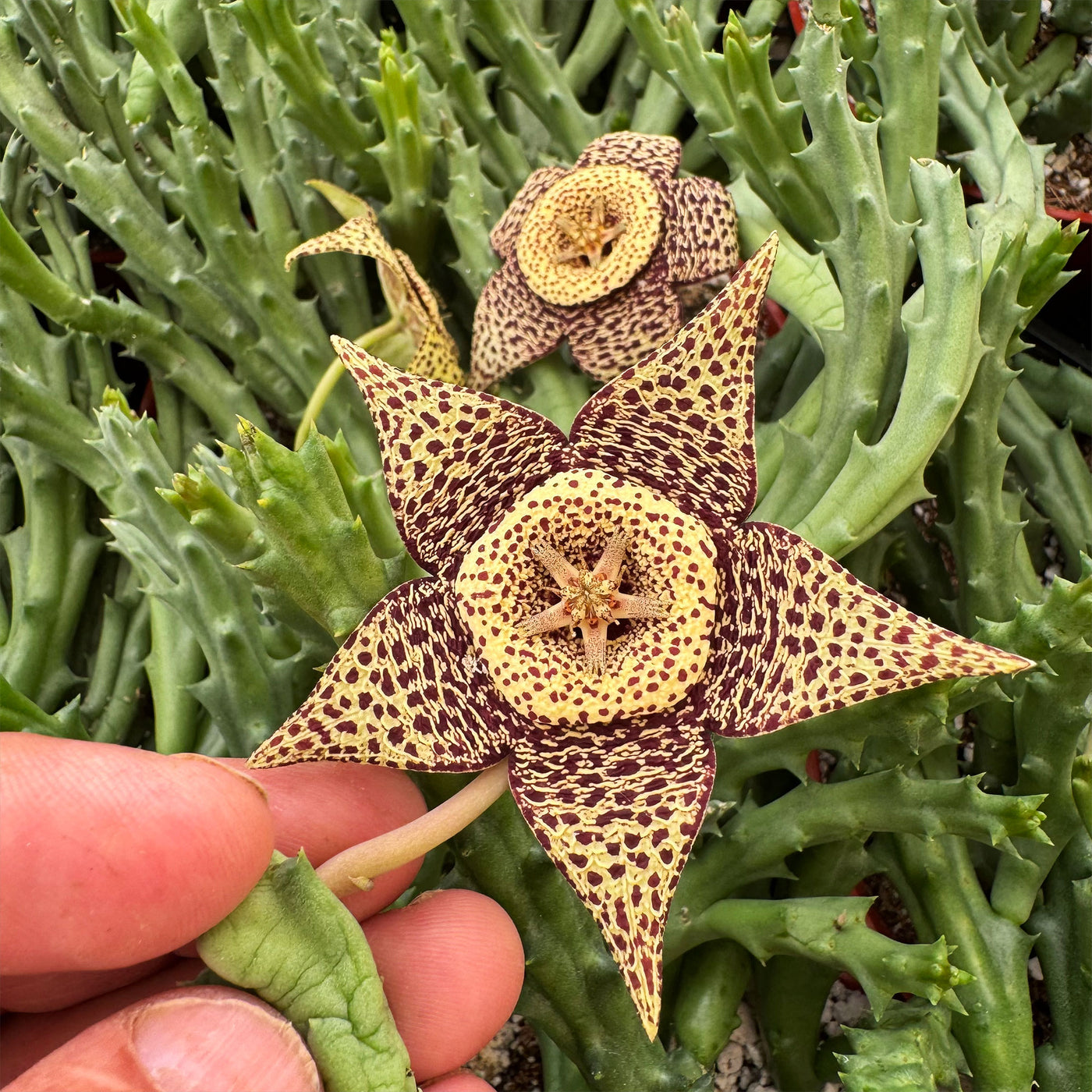 Stapelia orbea variegata lepida