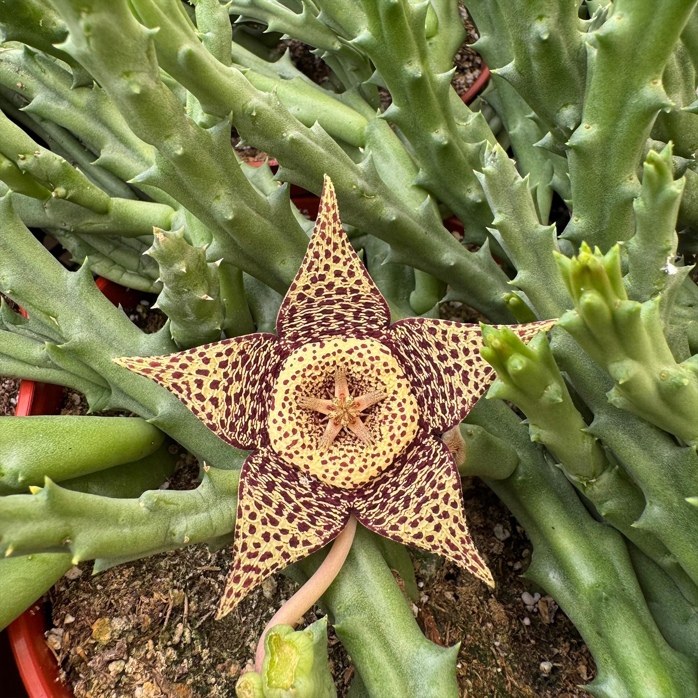 Stapelia orbea variegata lepida