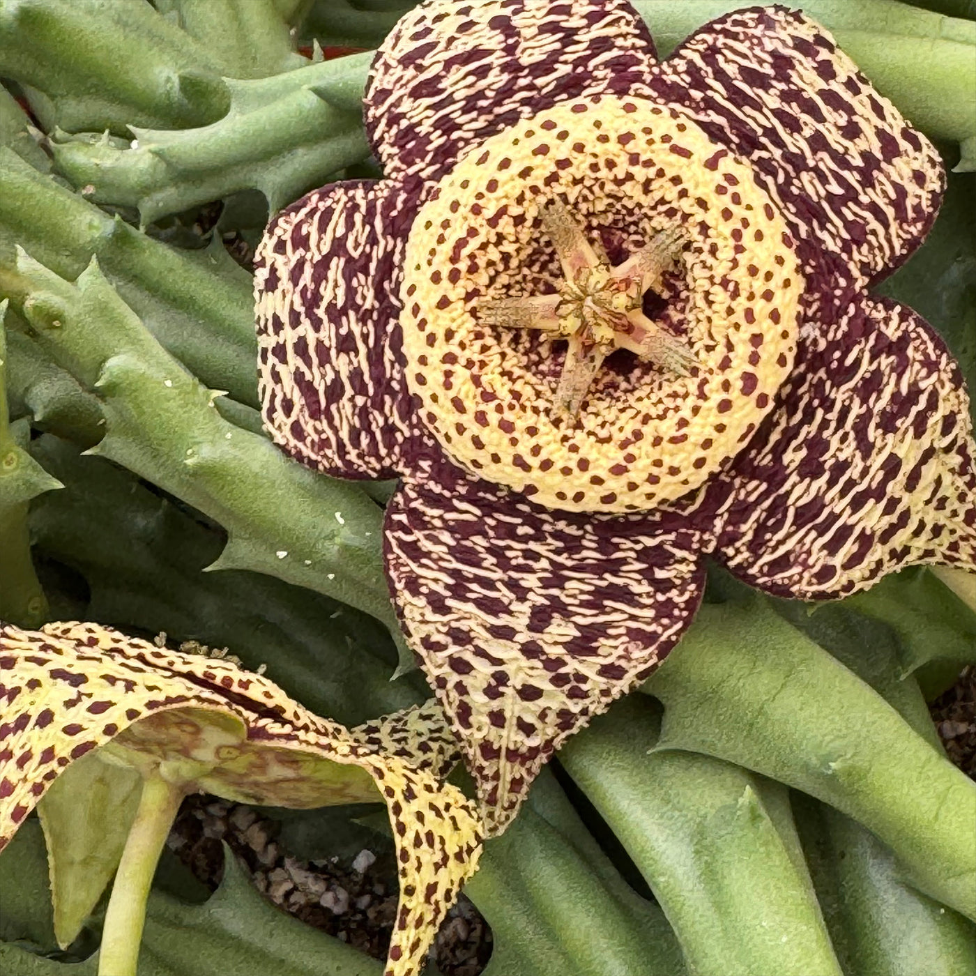 Stapelia orbea variegata lepida