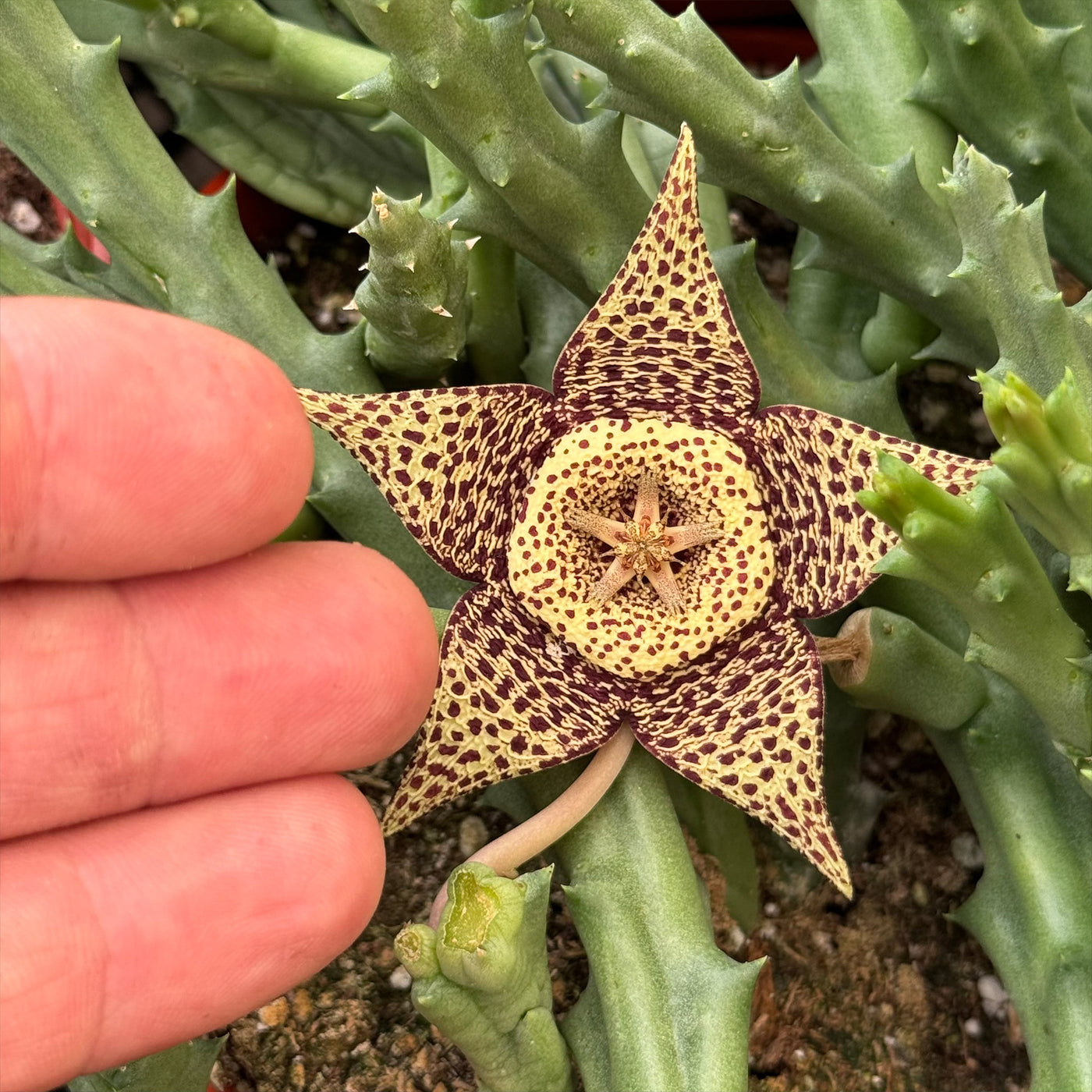 Stapelia orbea variegata lepida