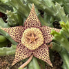 Stapelia orbea variegata lepida