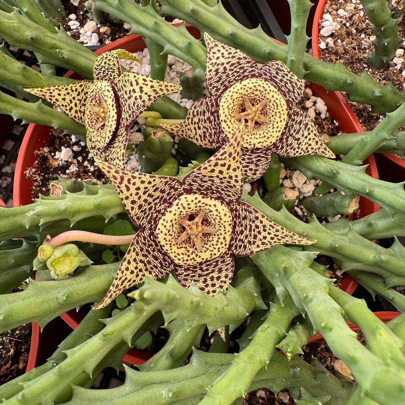 Stapelia orbea variegata lepida