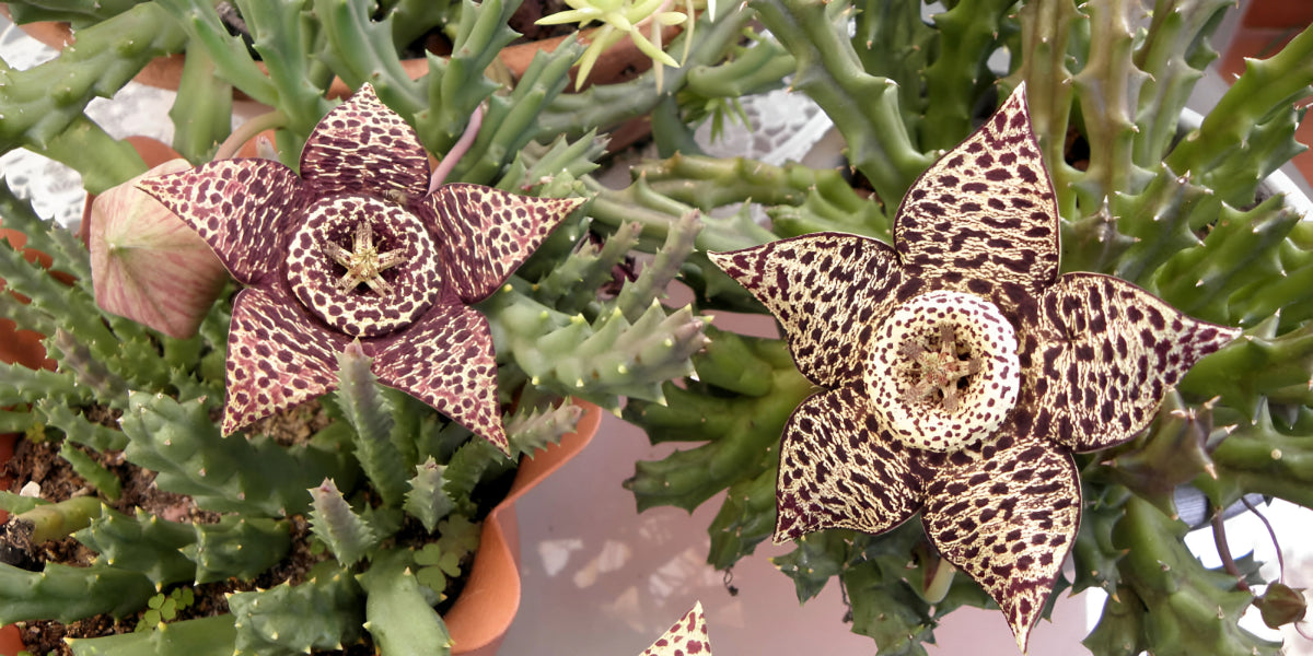 Stapelia Plants Varieties