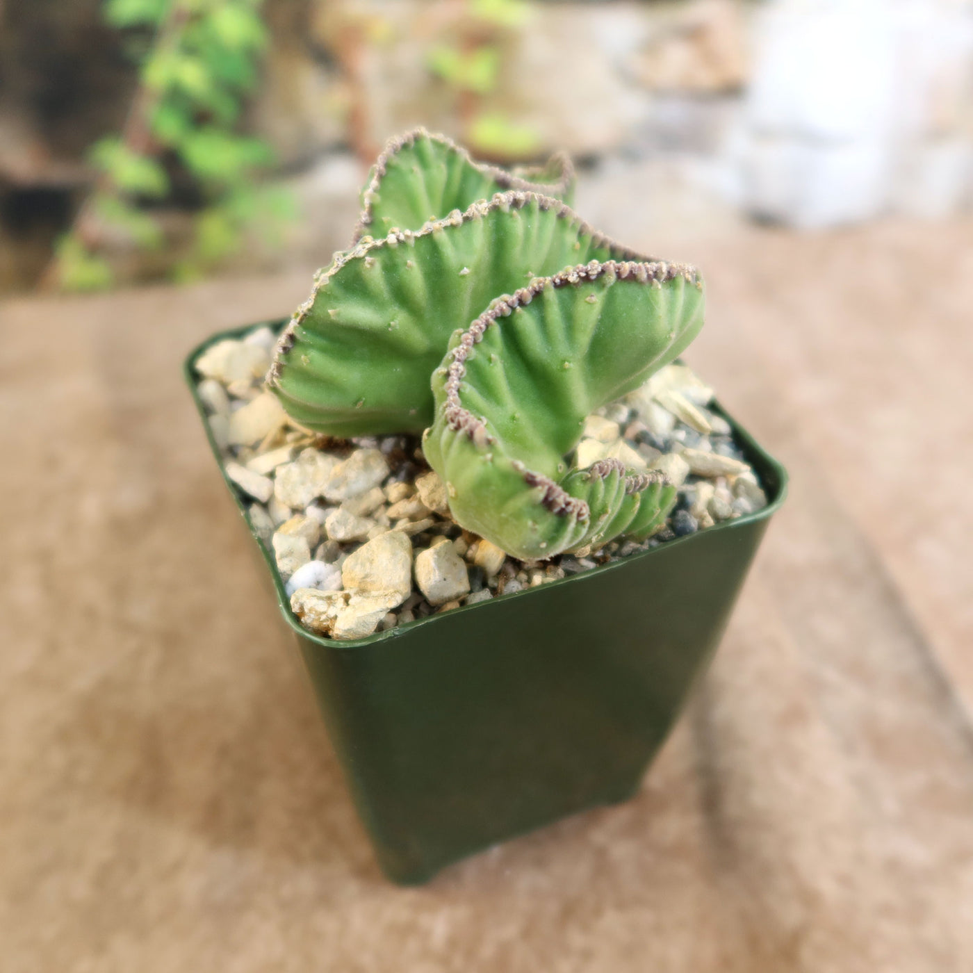 Shop 'Stapelia leendertziae cristata' Care and Growing Guide