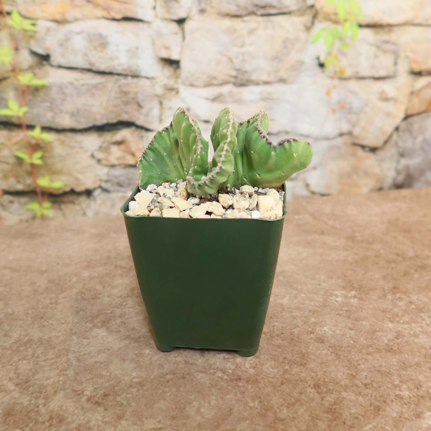 Shop 'Stapelia leendertziae cristata' Care and Growing Guide