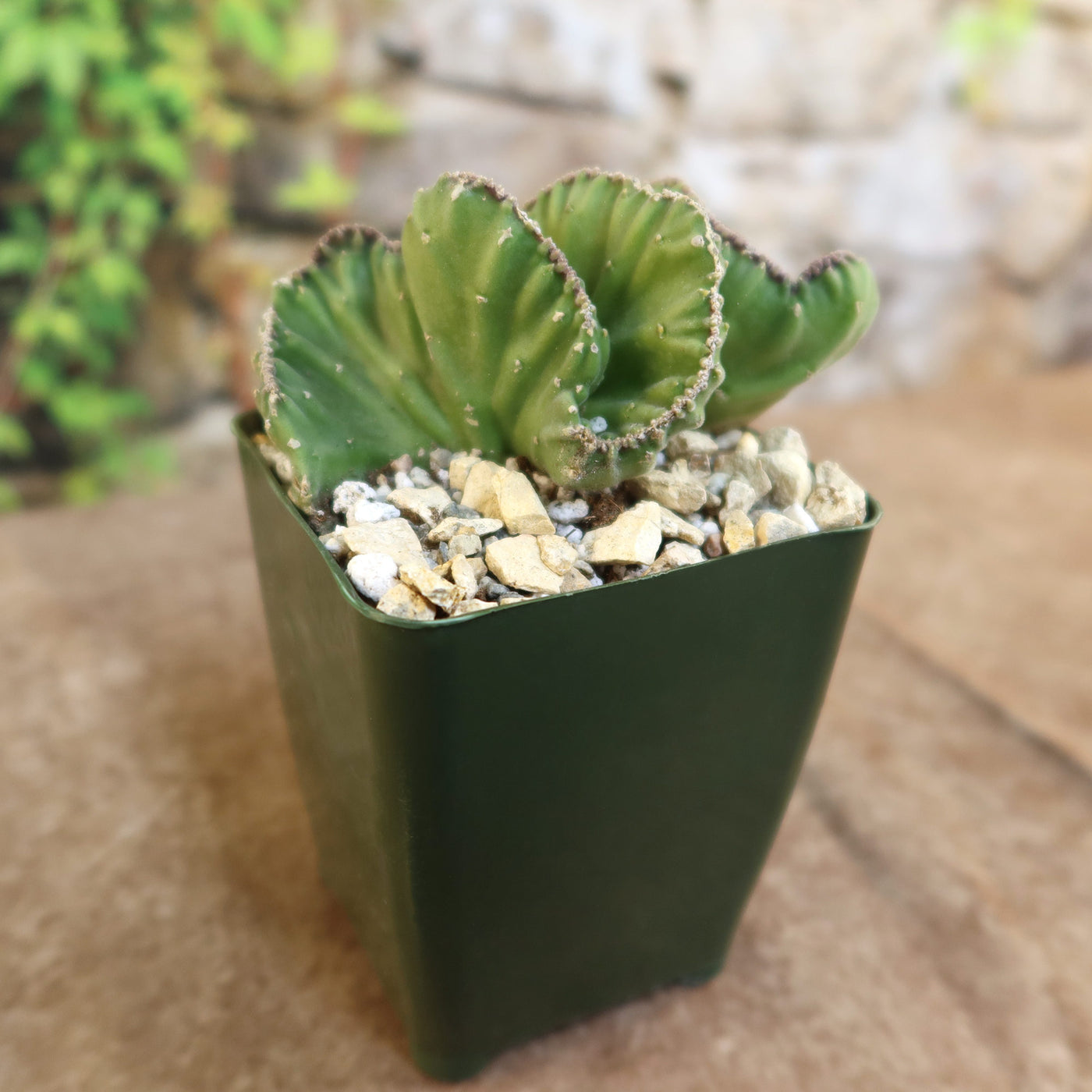 Stapelia Leendertziae Cristata - Plantes Succulentes, Cactus Et Agaves Stapelia Leendertziae Cristata - Plantes Succulentes, Cactus Et Agaves