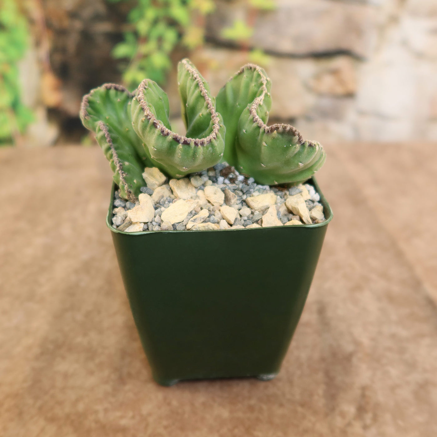 succulent with wavy edges Stapelia leendertziae cristata