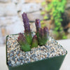 Stapelia mutabilis plant in a pot with pebbles on a blurred background