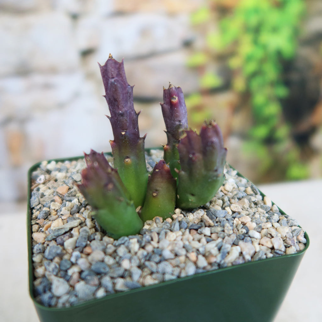 Potted indoor plant with glossy green leaves beside a small Buddha statue