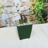 Stapelia mutabilis plant with purple leaves in a green pot 
