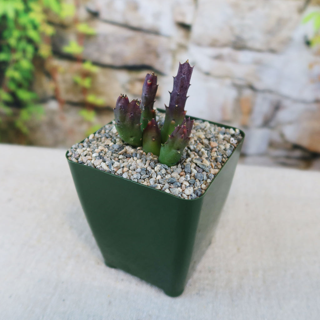 Potted indoor plant with glossy green leaves beside a small Buddha statue