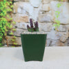 Stapelia mutabilis plant with purple leaves in a green pot 