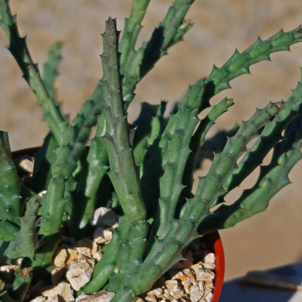 Stapelia orbea variegata lepida
