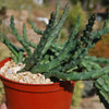 Stapelia orbea variegata lepida