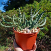 Stapelia orbea variegata lepida