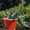 Stapelia orbea variegata lepida