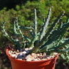 Stapelia orbea variegata lepida