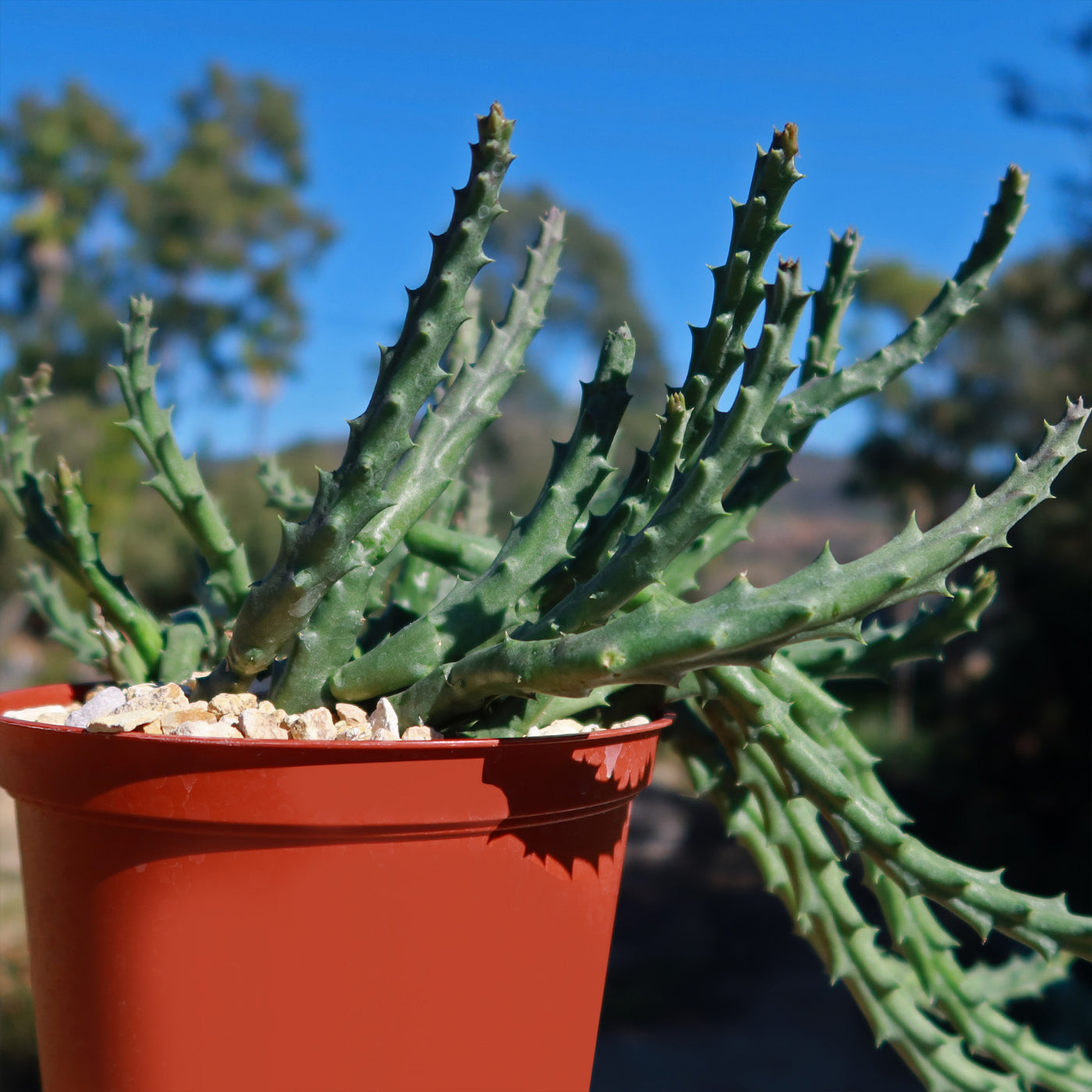 Stapelia orbea variegata lepida