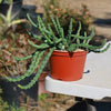 Stapelia orbea variegata lepida