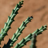 Stapelia orbea variegata lepida