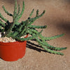 Stapelia orbea variegata lepida