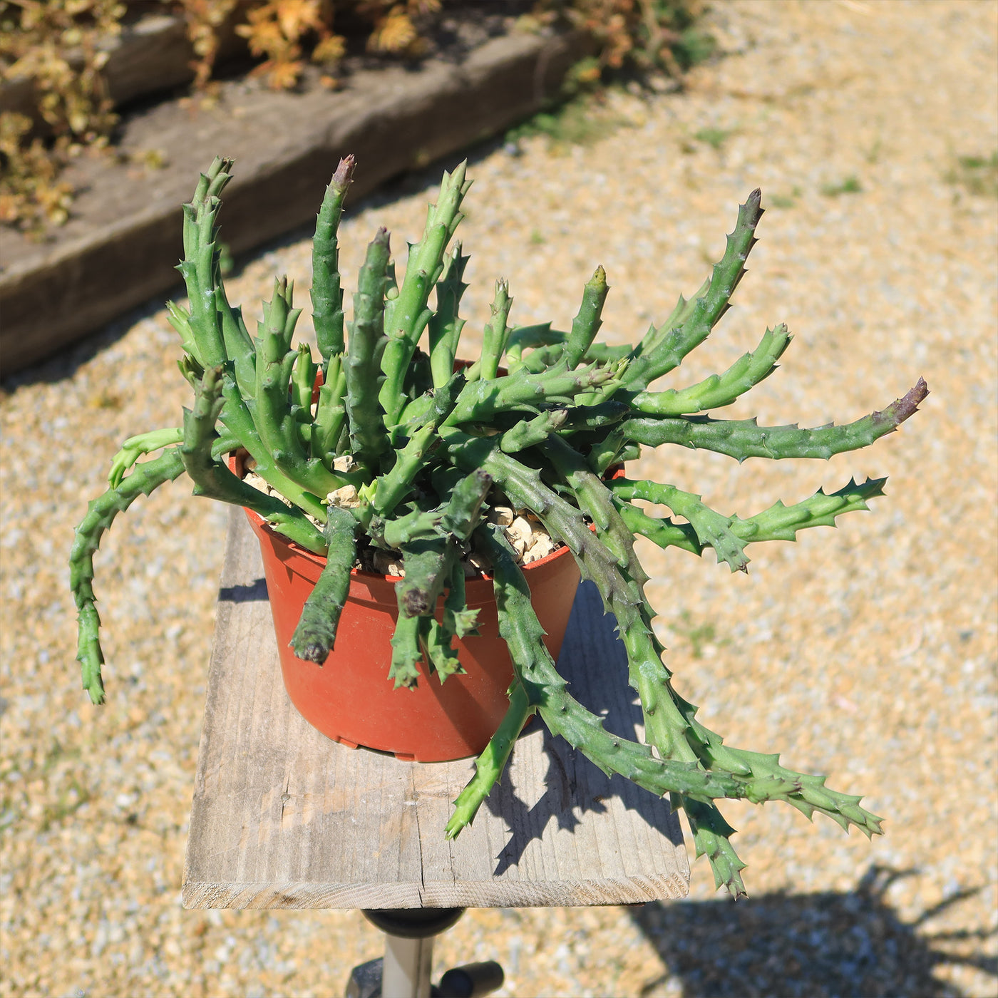 Live Orbea Variegata Stapelia Plant – Starfish Flower Succulent (Potted, Bare Root)