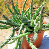 Stapelia orbea variegata star fish plant