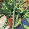 Stapelia orbea variegata star fish plant