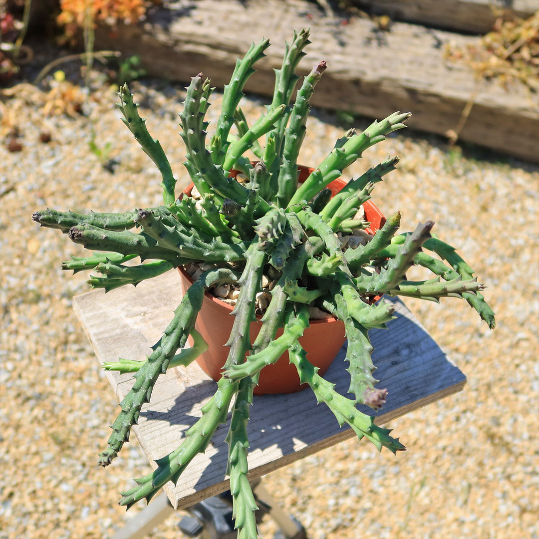 Crested Orbea Variegated stapelia good Starfish-flower In 4” Pot