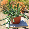 Stapelia orbea variegata star fish plant