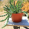 Stapelia orbea variegata star fish plant