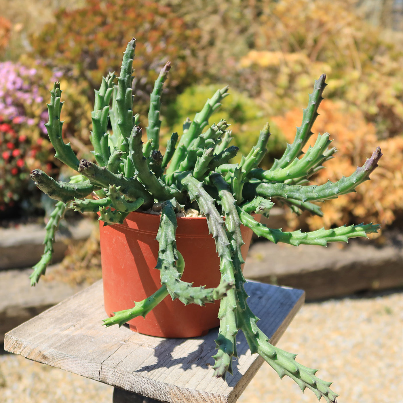 succulents stapelia Stapelia orbea variegata star fish plant 4" Pot