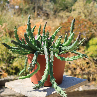 Stapelia orbea variegata star fish plant