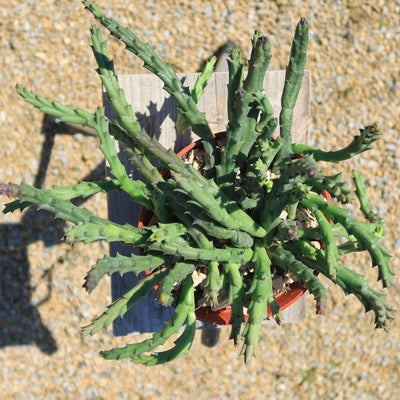 Stapelia orbea variegata star fish plant