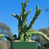 Stapelia orbea variegata lepida